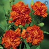 Chabaud Orange Karanfil Çiçeği Tohumu(70 adet) - 1