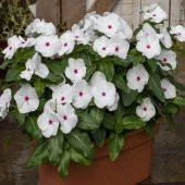 Vinca Rosea Bright Eyes Rozet Çiçeği Tohumu (20 tohum) - 1