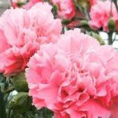 Gülpembe Renkli Karanfil Çiçeği Tohumu (25 tohum) - 3