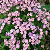 Miracle Pembe Unutma Beni Çiçeği Tohumu (100 tohum) - 1