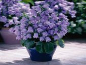 İsabella Dark Blue Çan Çiçeği Tohumu (100 tohum) - 7