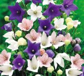 Dona Dayanıklı Platycodon İri Mixed Çiçekli Balon Çiçeği Tohumu(100 tohum) thumbnail 5