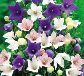 Dona Dayanıklı Platycodon İri Mixed Çiçekli Balon Çiçeği Tohumu(100 tohum) thumbnail 3