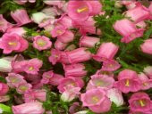 İsabella Rose Pink Çan Çiçeği Tohumu (100 tohum) - 3