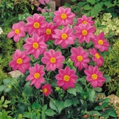 Miracle Bodur Mignon Rose Dahlia Yıldız Çiçeği Tohumu (80 tohum) - 2
