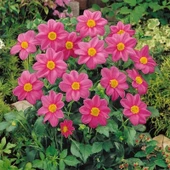 Miracle Bodur Mignon Rose Dahlia Yıldız Çiçeği Tohumu (80 tohum) - 1