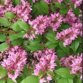 Nadir Bitki Tüplü Ebruli Deutzia Tourbillon Rouge Havlu Püskülü Fidanı thumbnail 4