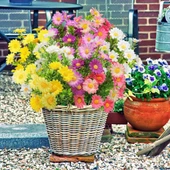 Nettenevime 3lü Set Yapay Çiçek Papatya 5 Dallı Plastik Dekoratif Yapay Bitki thumbnail 8