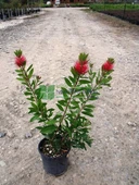 Fırça Çalısı Fidanı Callistemon Laevis 50-90 cm - 1