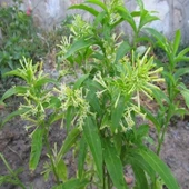 Gece Yasemini Melisa Çiçeği Fidanı 10-20 cm thumbnail 3