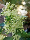 Gece Yasemini Melisa Çiçeği Fidanı 10-20 cm thumbnail 4