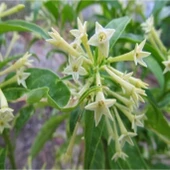 Gece Yasemini Melisa Çiçeği Fidanı 10-20 cm thumbnail 1