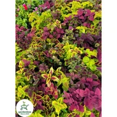 Yaprak Güzeli Çiçeği Özel Tür 3 Adet Mini Saksıda Kolyos 10-20 cm - 2