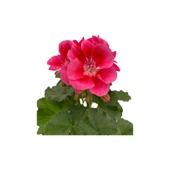 Isparta Gülü Ebruli Sardunya Çiçeği Fidesi 10-20 cm thumbnail 2