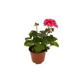 Ebruli Sardunya Çiçeği Fidesi Fidanı 10-20 cm - 1