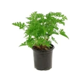 Pelargonium Odoratissimum Itır Bitkisi Fidanı 10-20 cm thumbnail 1