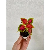 Yaprak Güzeli Çiçeği Özel Tür 3 Adet Mini Saksıda Kolyos 10-20 cm - 3