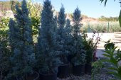 12 LT  Saksıda Cupressus Arizonica - Arizona Mavi Servi Fidanı 110-130 CM - 2