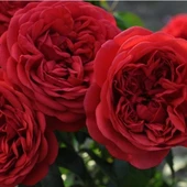 Tüplü Katmerli Out Of Rosenheim Yediveren Gül Fidanı thumbnail 2