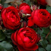 Tüplü Katmerli Kordes Rosen Till  Eulenspiegel Kokulu Yediveren Gül Fidanı - 1