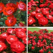 Tüplü Yer Örtücü Planten Un Blomen Kırmızı Beyaz Yediveren Gül Fidanı - 1