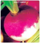 Ata Tohumu Geleneksel  Şalgam Tohumu (50 Adet Tohum) thumbnail 1