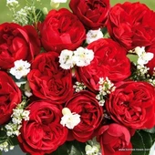 Tüplü Katmerli Out Of Rosenheim Yediveren Gül Fidanı thumbnail 1