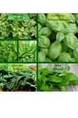 6 Paket Tohum No11 Yeşil Bitki Tohumları Salata Tohumları Nane Tohumu Ekşi Ot Roka Fesleğen Tohumu - 1