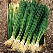Ata Tohumları Geleneksel Yüksek Aromalı Yeşil Soğan Tohumu(50 Tohum) thumbnail 1