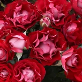 Tüplü Çok Goncalı Özel Rose Der Einheit Yediveren Gül Fidanı - 1