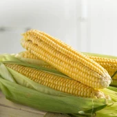 Ata Tohumları Geleneksel Kebablık Mangallık Tatlı Şeker Mısır Tohumu (20 TOHUM) thumbnail 1