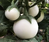 Big White Beyaz Patlıcan Tohumu (15 tohum) - 1