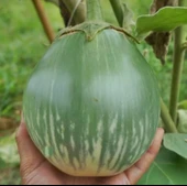 Giant Thai Dev Yeşil Patlıcan Tohumu (15 tohum) thumbnail 1