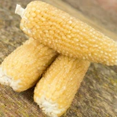 Ata Tohumları Geleneksel Burro Mountain Bebek Mısırı Tohumu(10 tohum) - 1