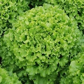 Geleneksel Ata Tohumları İvanka Yeşil Kıvırcık Marul Tohumu(800 tohum) thumbnail 1