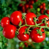 Sırık Çeri Pinpon Domates Tohumu (40 tohum) thumbnail 1