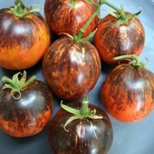 Dark Galaxy Domates Tohumu (15 tohum) thumbnail 2