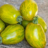 Dwarf Saucy Mary Yeşil Sarı Alacalı Etli Domates Tohumu (15 tohum) thumbnail 1