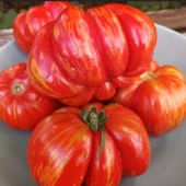 Striped Cavern Çizgili Domates Tohumu (15 tohum) thumbnail 1