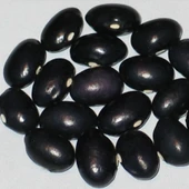 Geleneksel Grandma Ginas  Fasulye Tohumu (10 tohum) thumbnail 1