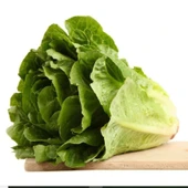 Gelenesel Ata Tohumları Yedikule Marul Tohumu (100tohum) thumbnail 1