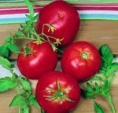 Doğal Ace 55 Koyu Kırmızı Domates Tohumu(20 tohum) thumbnail 1