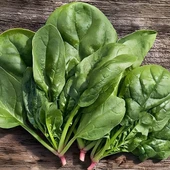 Ata Tohumları Geleneksel Geniş Yaprak Matador Ispanak Tohumu (100 tohum) thumbnail 1