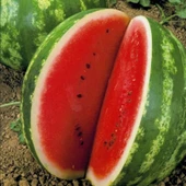 Geleneksel Tohum Yüksek Aromalı Crimson Sweet Karpuz Tohumu (20 tohum) thumbnail 1