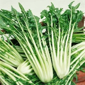 İtalyan Mutfağına Özgü Geleneksel Catalogna Emerald Endive Tohumu (50 tohum) thumbnail 1