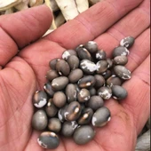 Geleneksel Kılçıksız Pellegrini  Fasulye Tohumu (10 tohum) thumbnail 1