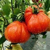 Rote Pear Etli Armut Domates Tohumu (15 tohum) - 1
