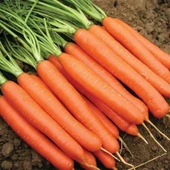 Geleneksel Tohumlar Scarlet Nantes Turuncu iri Meyveli Havuç Tohumu (200 tohum) thumbnail 1
