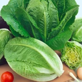 Gelenesel Tohum Paris İsland  Marul Tohumu (100tohum) thumbnail 1