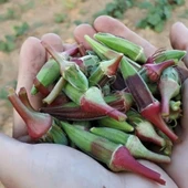 Geleneksel Anadolu Ege Kınalı Bamya Tohumu Kınalı (50 tohum) thumbnail 1